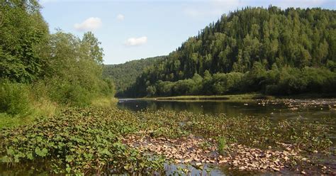 Веники для бани купить оптом: Веники для бани