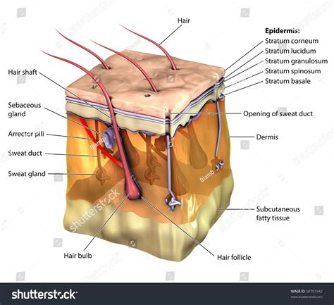 3d Skin Oblique Labeled Stock Illustration 50791942 | Shutterstock