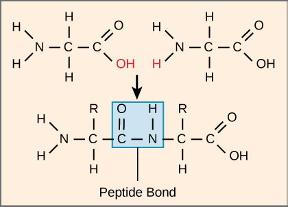 Diagram Of Peptide Bond