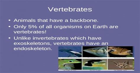 Vertebrates Animals That Have A Backbone Only 5 Of All Organisms On