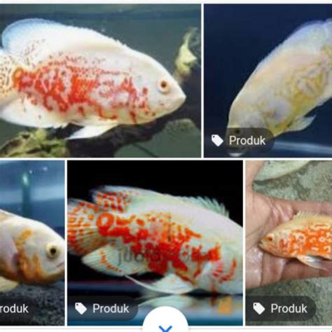 Jual Oskar Albino Kebutuhan Akuarium Size Cm Shopee Indonesia