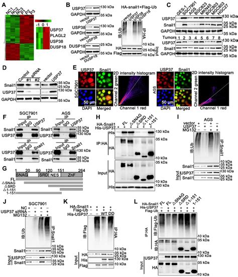 Usp37 Interacts With And Deubiquitinates Snail1 Directly A Download Scientific Diagram