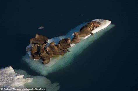 Fun Walrus Facts for Kids