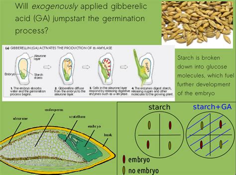 Botany Lab Gibberellic Acid And Starch Hydrolysis