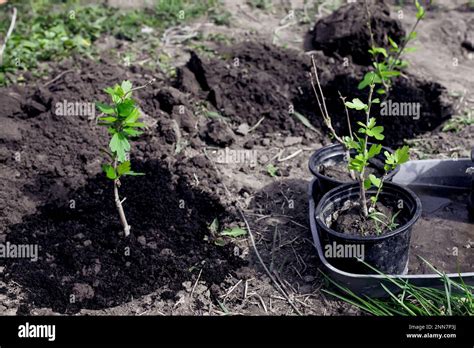 Transplanting Plants From Transport Pots Into The Ground In The Spring Planting Rose Mallow