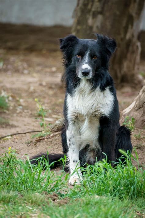 Border Collie Hund Mit Kamera Stockfoto Bild Von Haustier Portr T