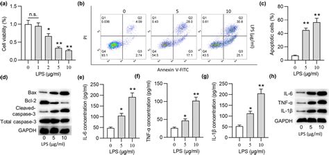 Notoginsenoside R1 Alleviates Spinal Cord Injury Through The MiR 301a