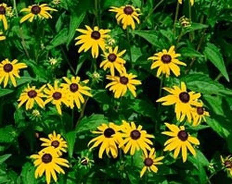 How To Divide Black Eyed Susans Black Eyed Susan Showy Flowers Eye Black