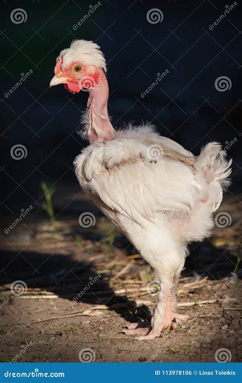 Naked Neck Chicken Stands In The Shade Stock Photo Image Of Farm