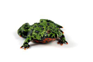 Oriental Fire Bellied Toad Care Guide SnakeTracks