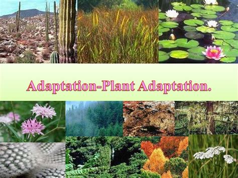 Plant Adaptation