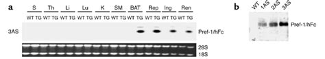 Ap2 Pref 1hfc Transgene Expression A Analysis Of Transgene