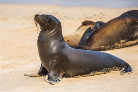 Eared seals (Otariidae) Zeehondencentrum Pieterburen