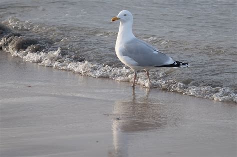 Seagulls On Beach