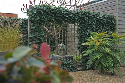 De Mooiste En Stevigste Klimplanten Voor In De Tuin Groenblijvend