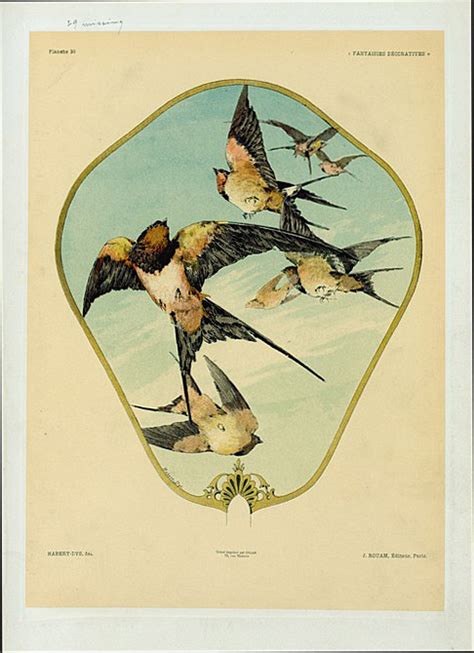 Écran Oiseaux Nypl Digital Collections