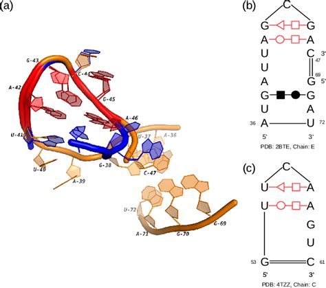 The 3D And Secondary Structures Of An Internal Loop In T Box Stem I RNA