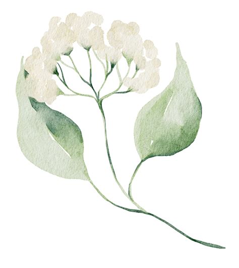 Watercolor Greenery Png Png