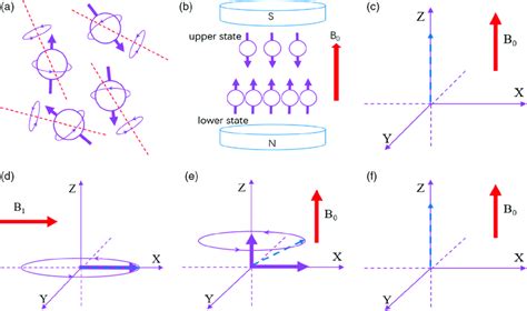 Schematic Diagram Of The Nmr Process A Spin Nucleus In Disordered