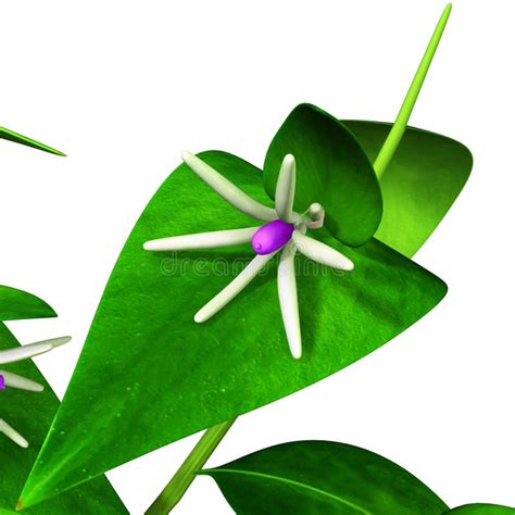 Ruscus stock image. Image of decorative, decorations - 44728953