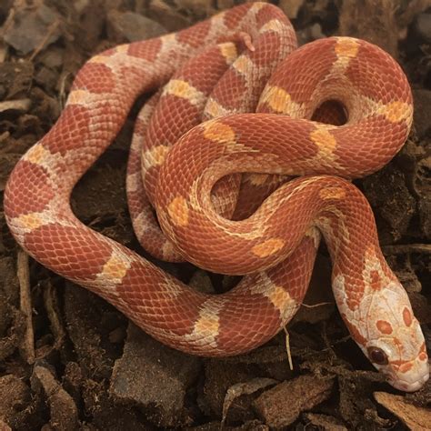 Fluorescent Orange Corn Snake