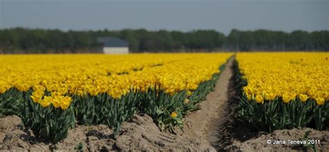 Jana around the world: Tulip fields in Flevoland 2011