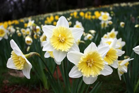 Volcano, California: Daffodil Hill photo, picture, image