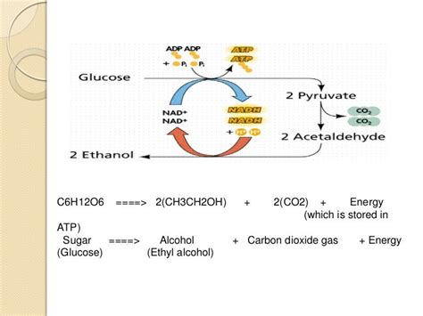 Alcohol fermentation