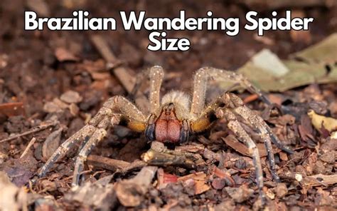 Brazilian Wandering Spider size: how big do they get?