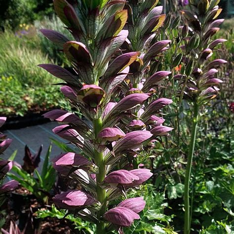 Acanthus Mollis Long Spike The Plantsmans Preference