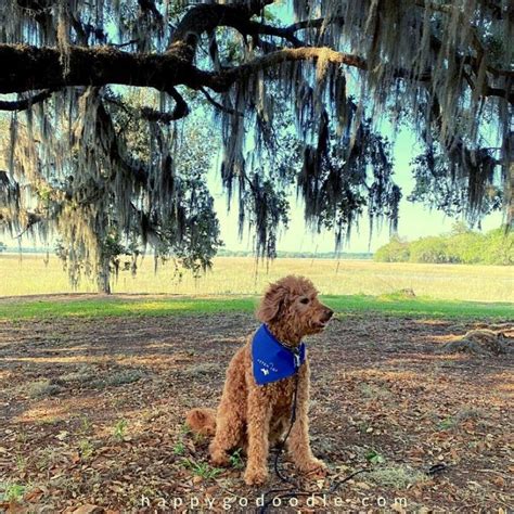 Pet-Friendly Beaufort, SC: Hotels, Restaurants, Beaches - Happy-Go-Doodle®