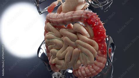 Anatomy Of The Human Digestive System Concept Of The Intestine