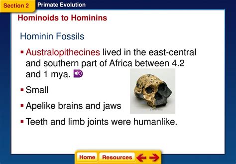 Primate Evolution Section Primates Section Hominoids To Hominins