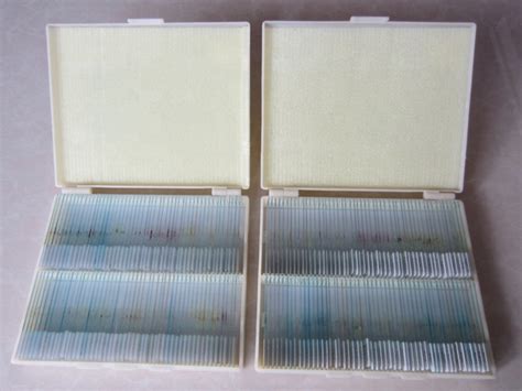 Microscope Slides Set Human Histology Slide Basic Biological Science