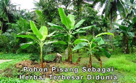 Pohon Pisang Merupakan Tanaman Herbal Terbesar Di Dunia Wahbanget