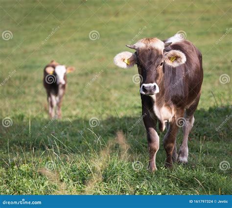 Brown Swiss Cows Stock Photos - Download 1,617 Royalty Free Photos