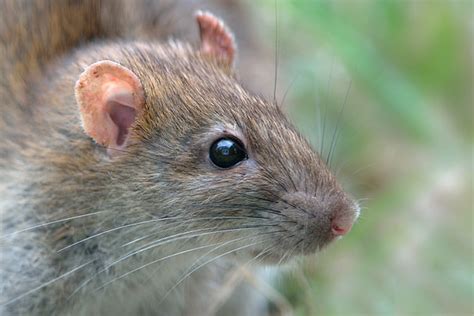 Everything you need to know about rats in Chicago