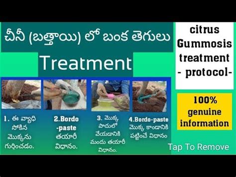 చన బతతయ ల బక తగల treatment protocol Citrus gummosis