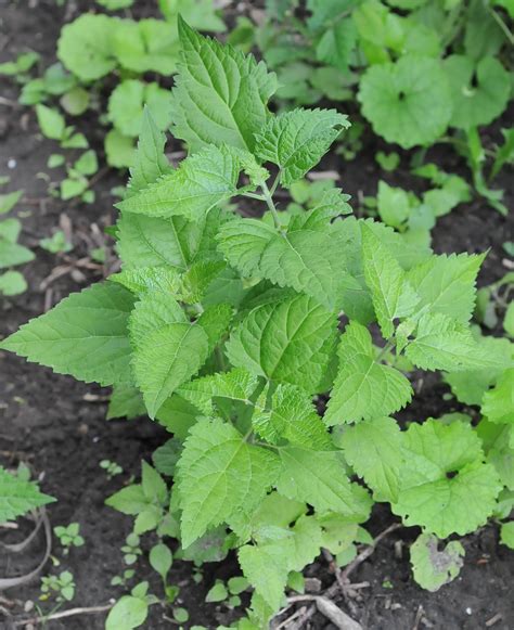 Photo: 17, Plant: White snakeroot [Ageratina altissima]