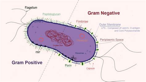 bacteria structure glycocalyx - Căutare Google