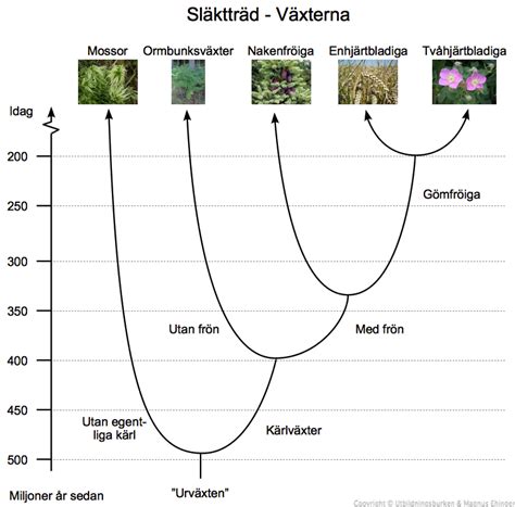 Växternas systematik - Magnus Ehingers undervisning