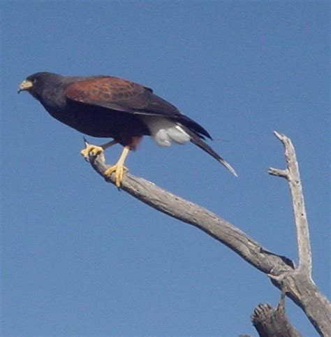 Tucson Daily Photo ~: Fierce, Beautiful Desert Predators