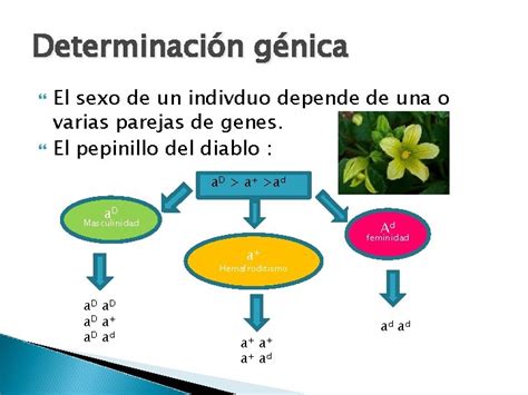 Tema Gentica Mendeliana La Gentica Del