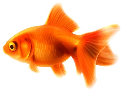 Goldfish Transparent Background