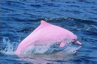 Trabajos de la naturaleza Delfín Rosado