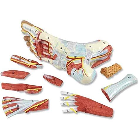 Medical Anatomical Foot Skeleton Model With Ligaments Muscles Nerves