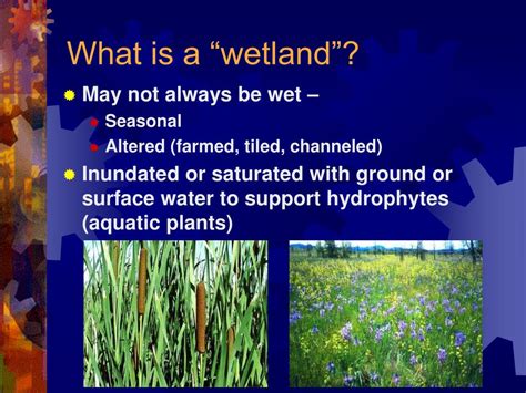 PPT Regional Industrial Wetlands Wetlands Mitigation Solutions