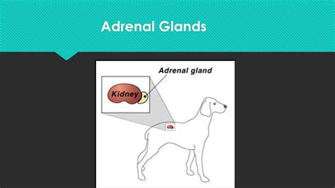 Diseases Of The Adrenal Glands Ppt Download