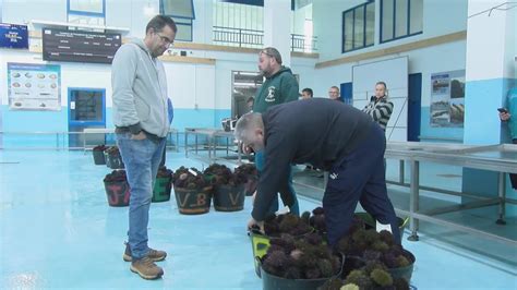 Bo inicio da campaña do ourizo en Aguiño cun prezo medio de 11 euros