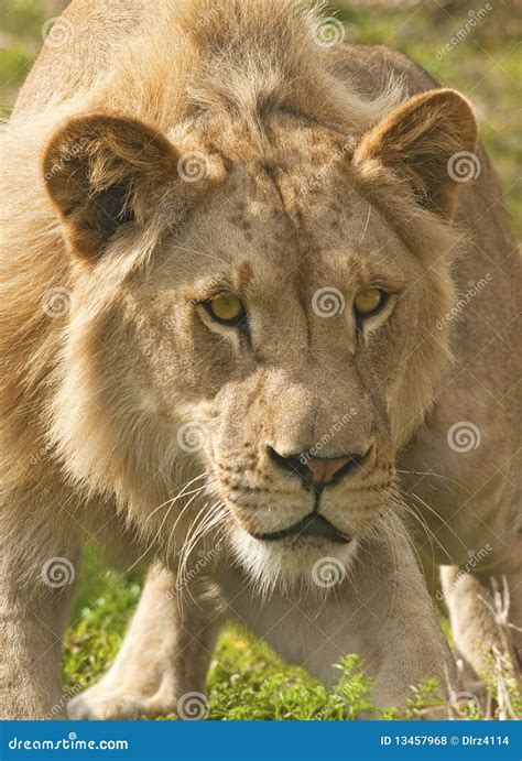 Lion Attack Royalty Free Stock Photos - Image: 13457968